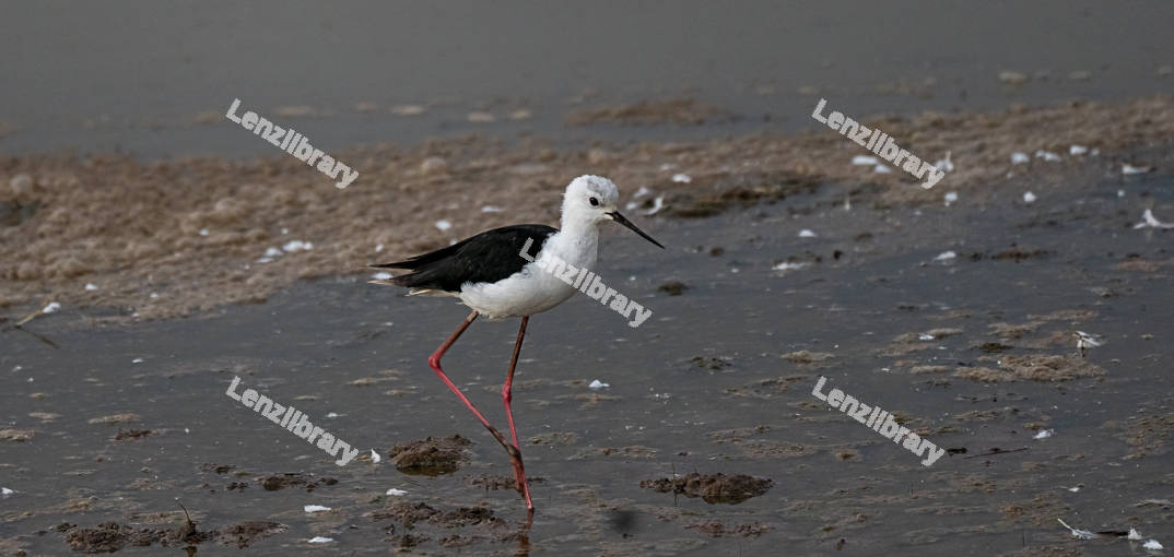 Black-Winged Stilt